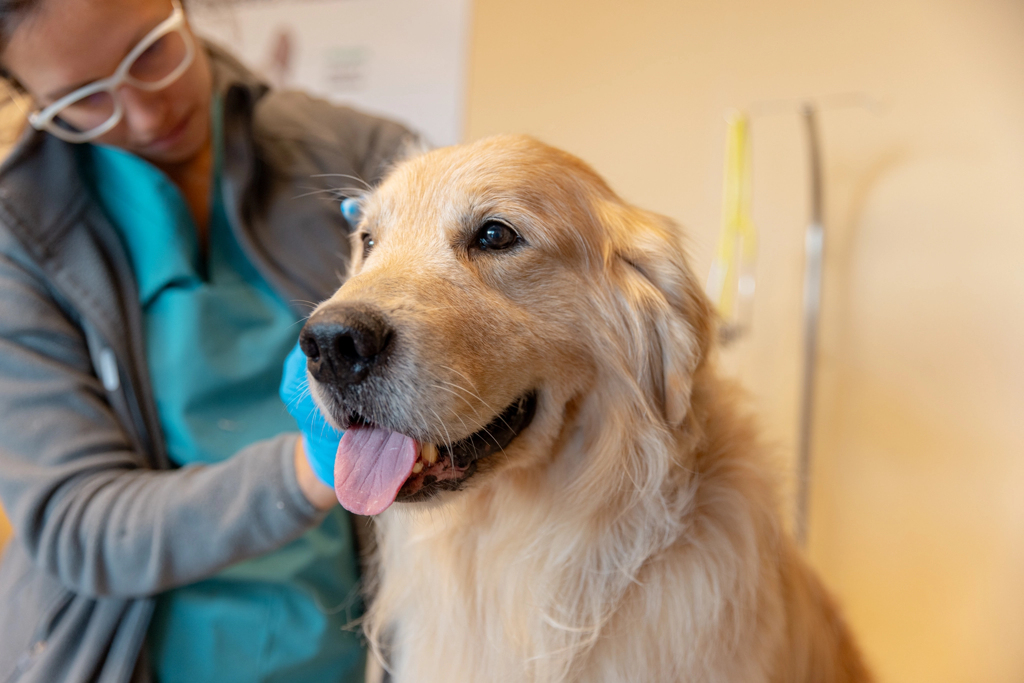 Urgencias veterinarias 24hs